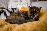 दुनिया की सबसे उम्रदराज जीवित बिल्ली ‘फ्लॉसी’ दिसंबर में मनाएगी 26 वा जन्मदिन