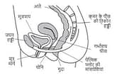 पैल्विक फ्लोर क्या है?