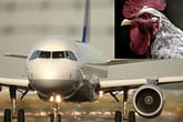 चिकन गन से हवाई जहाज के इंजन पर मुर्गे क्यों फेंके जाते हैं?